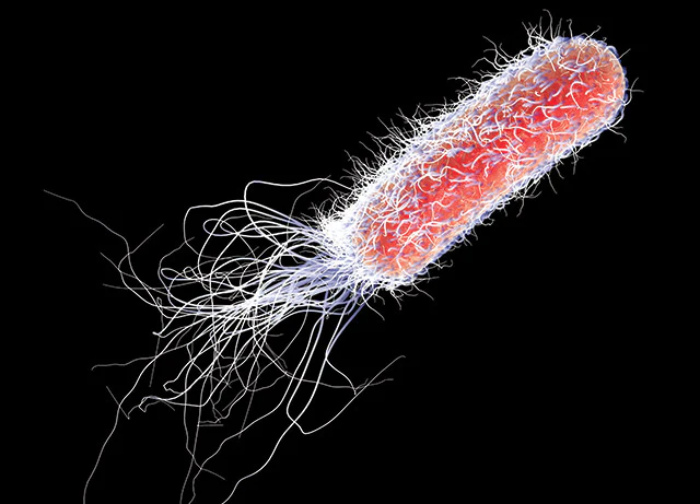 Rash Cause: Pseudomonas Aeruginosa Explained | AQUA Magazine