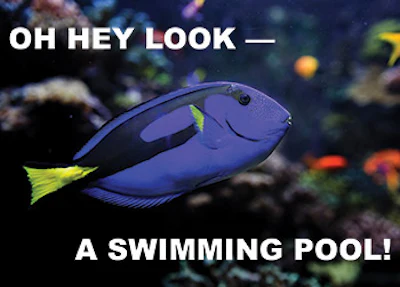 Dory Memory 418 Sm