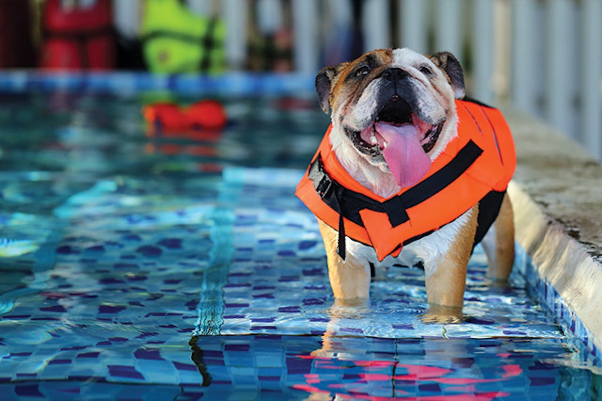 Dog hotsell pool vest