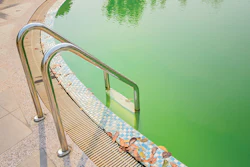 Algae Filled Pool 4 818 Feat