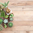 Succulents 1 918 Feat