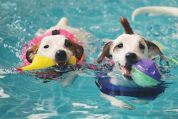 3 Jackrussels Swimming 918 Feat