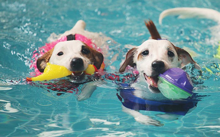 3 Jackrussels Swimming 918 Feat