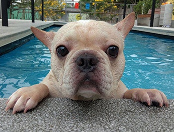 French Bulldog In Pool 918 Sm
