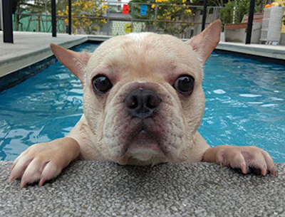 French Bulldog In Pool 918 Sm