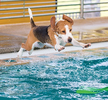 Begal Jumping In Pool 918 Sm