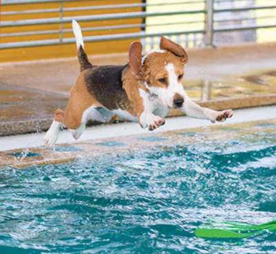 Begal Jumping In Pool 918 Sm