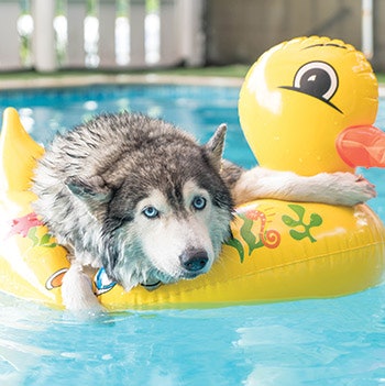 Husky On Duck Float 918 Sm