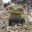 Canetoad