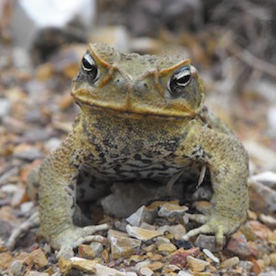 Canetoad