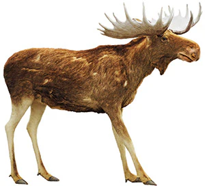 Aaa 120 Aq Moose Sm