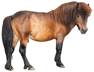 Bbb 120 Aq Pony Sm