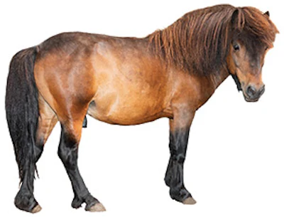 Bbb 120 Aq Pony Sm