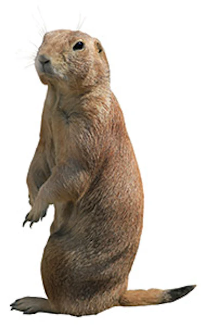 Ccc 120 Aq Prairie Dog Sm