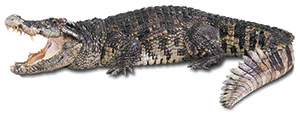 Oww 120 Aq Alligator Sm