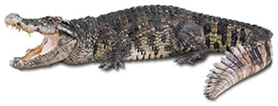 Oww 120 Aq Alligator Sm