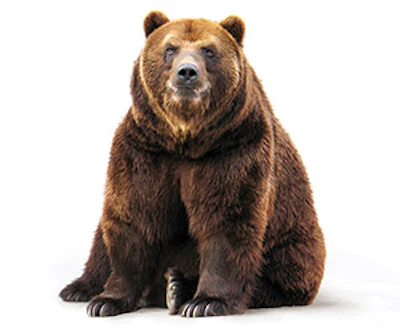 Oxx 120 Aq Bear Sm
