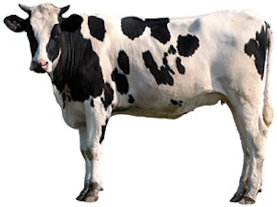 Oyy 120 Aq Cow Sm
