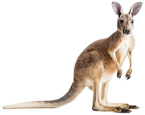 Ozz 120 Aq Kangaroo Sm