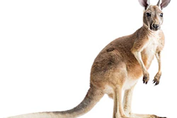 Ozz 120 Aq Kangaroo Tile