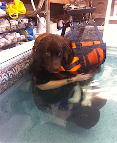 Rosco in his recovery days.
