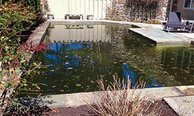 Before photo. Pools like this one can be dangerous, as waterborne bacteria and viruses can spread in a neglected pool environment. (Photo courtesy Kevin Barry)