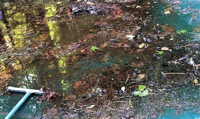 This pool had been under a mesh cover for years. After the cover was pulled back in mid-summer, it was revealed as a home to thousands of tadpoles and many other natural organisms. (Photo courtesy Roy Vore)