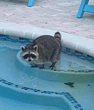 6 P 1121 Aq Racoon Lg