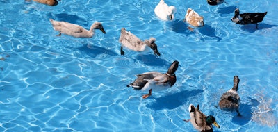 2 F 423 Aq F7 Duck1 Lg