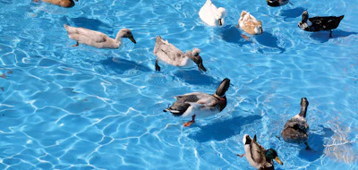 2 F 423 Aq F7 Duck1 Lg