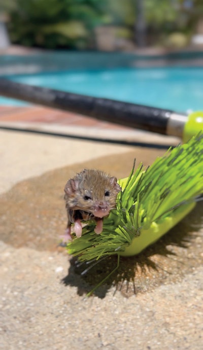 A Michael Krause de First Response Pool Service le gusta publicar contenido cotidiano en sus páginas de redes sociales.  Ese día en particular, la piscina que estaba atendiendo recibió la visita de un pequeño amigo peludo.  Sigue sus aventuras @firstresponsepools
