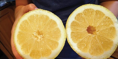 5 Q 324 Aq Limón Lg