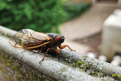 2 U 824 Aq Wf2 Cicada1 Lg