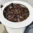 Skimmer basket full of cicada bodies at one of All Seasons' pools, some dead, some (obviously) still kicking. The cicadas restrict flow and impair pool functionality, but also have a psychological impact, because they're so gross.