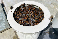 Skimmer basket full of cicada bodies at one of All Seasons' pools, some dead, some (obviously) still kicking. The cicadas restrict flow and impair pool functionality, but also have a psychological impact, because they're so gross.