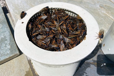 Skimmer basket full of cicada bodies at one of All Seasons' pools, some dead, some (obviously) still kicking. The cicadas restrict flow and impair pool functionality, but also have a psychological impact, because they're so gross.