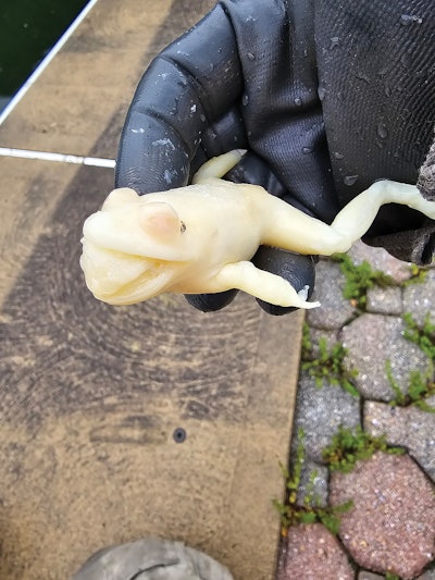 1 A 1124 Aq F2 Frog Lg