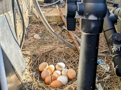 1 C 1124 Aq F2 Eggs Lg