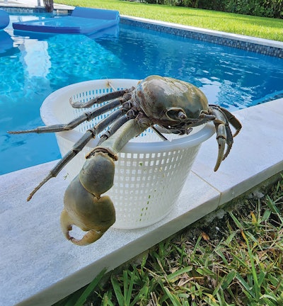 1 F 1124 Aq F2 Crab Lg