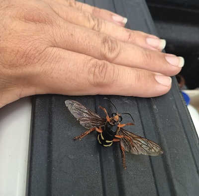 1 L 1124 Aq F2 Cicadas Lg