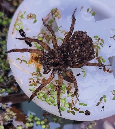 2 G 1124 Aq F2 Spiders Lg