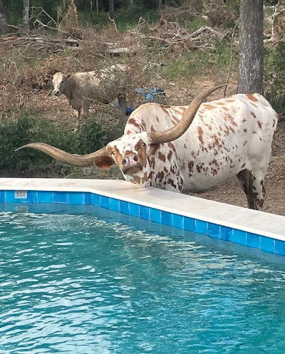 2 K 1124 Aq F2 Cow Lg