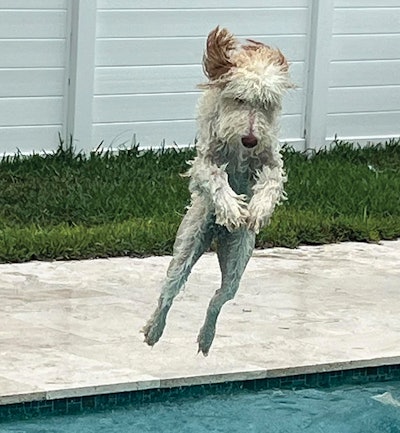 2 L 1124 Aq F2 Dog Lg