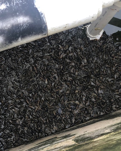 2 M 1124 Aq F2 Cicadas1 Adventuresin Service26 Lg