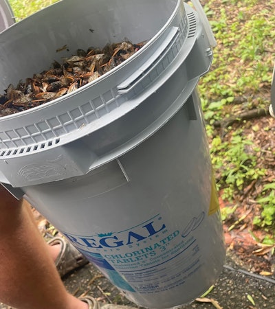 2 N 1124 Aq F2 Cicadas2 Adventuresin Service Lg