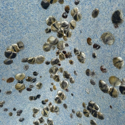 'After pulling the hydrostatic line and draining the pool, we did a diluted acid wash. It helps loosen most barnacles, which have been forming since Hurricane Helene. So for these, we had to get a scraper and physically scrape them off. Then, we rewashed behind them. Then, we refilled the pool and did a hot start.' —Affordable Pools and Spas, Clearwater, Fla.